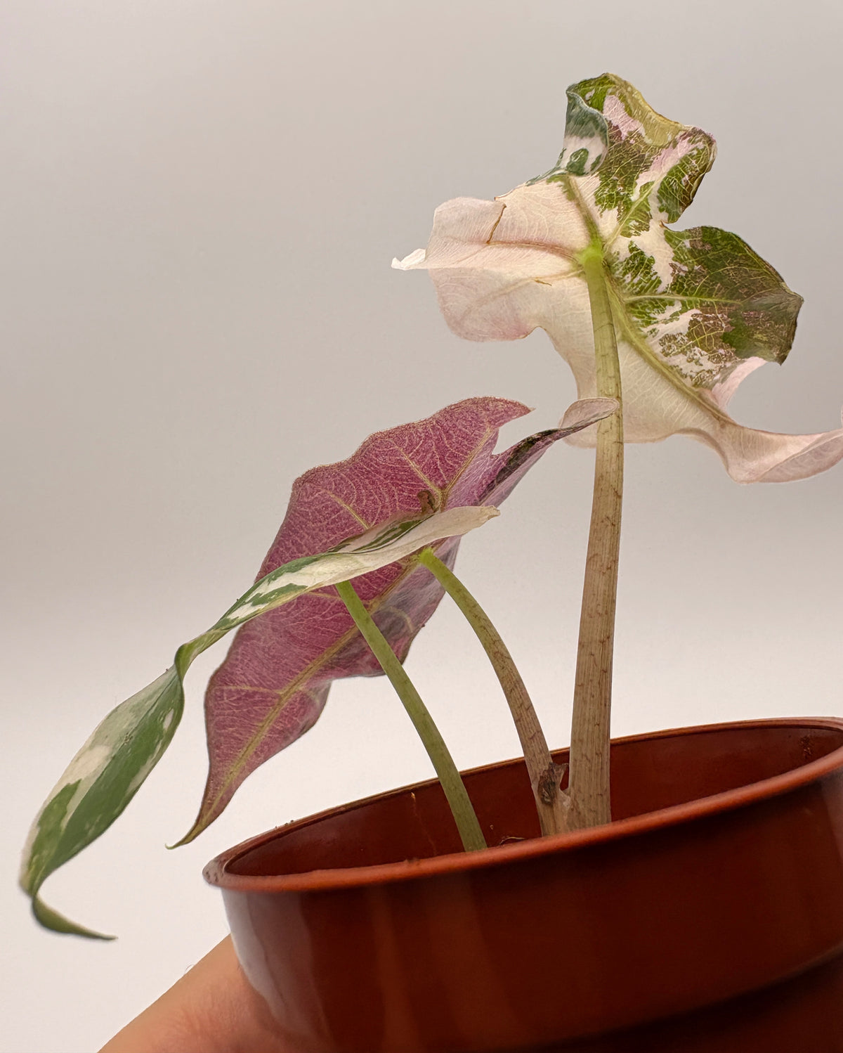 Alocasia Polly Pink Variegated #3 exact plant photo 7