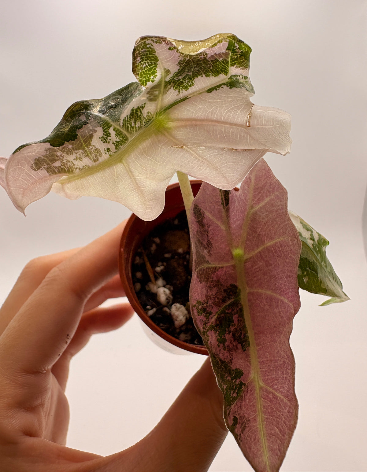Alocasia Polly Pink Variegated #3 exact plant photo 9