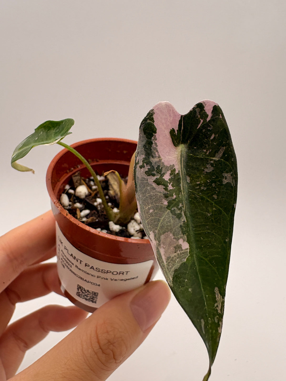 Alocasia Bambino Pink Variegated #4 exact plant photo 2