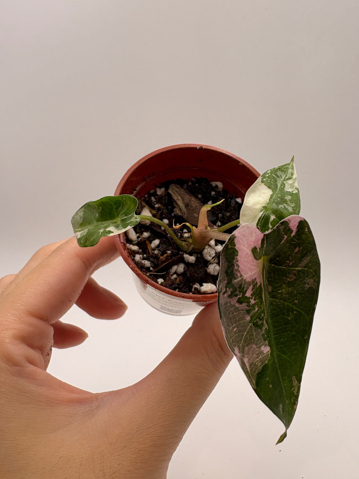 Alocasia Bambino Pink Variegated #4 exact plant photo 3