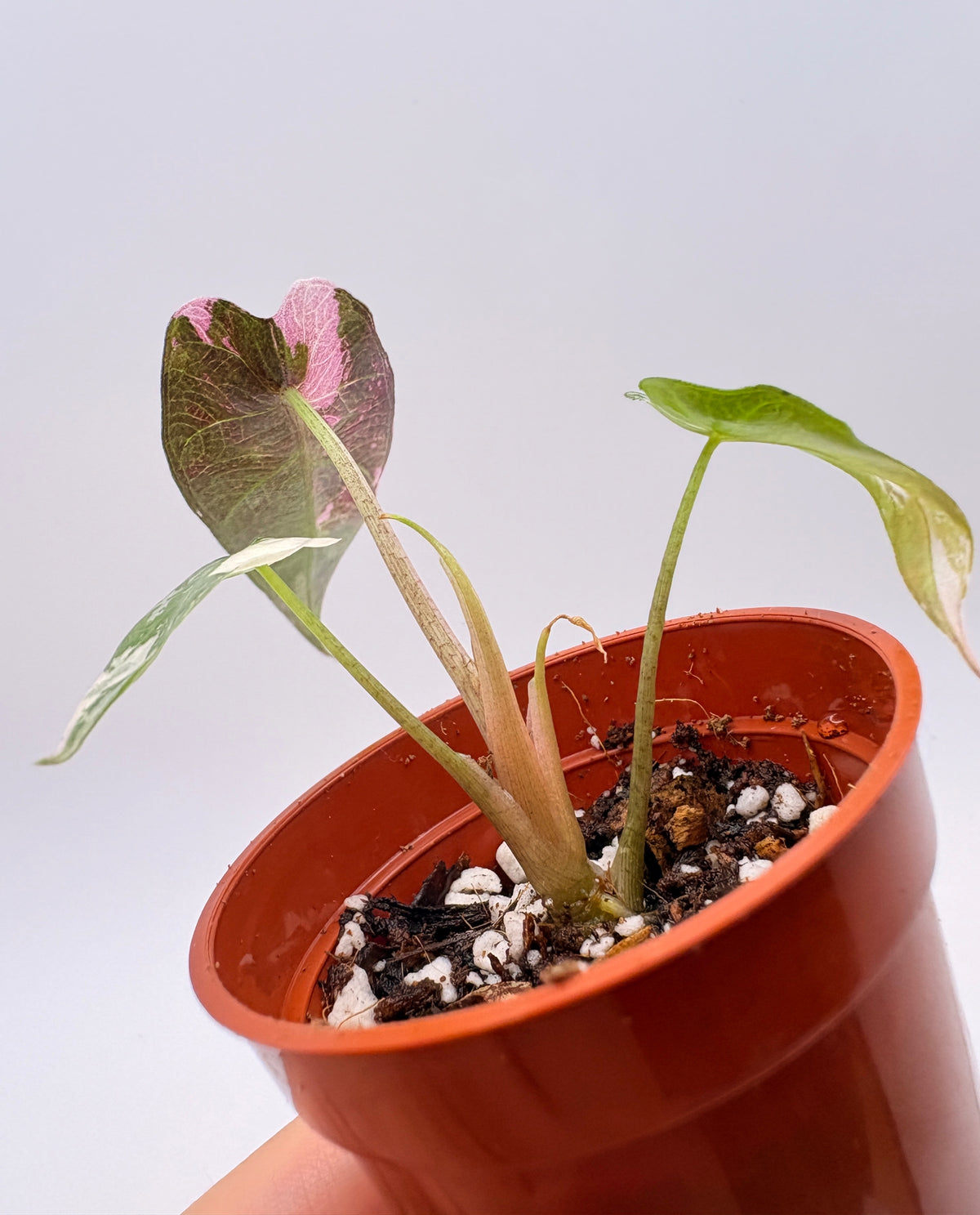 Alocasia Bambino Pink Variegated #4 exact plant photo 4