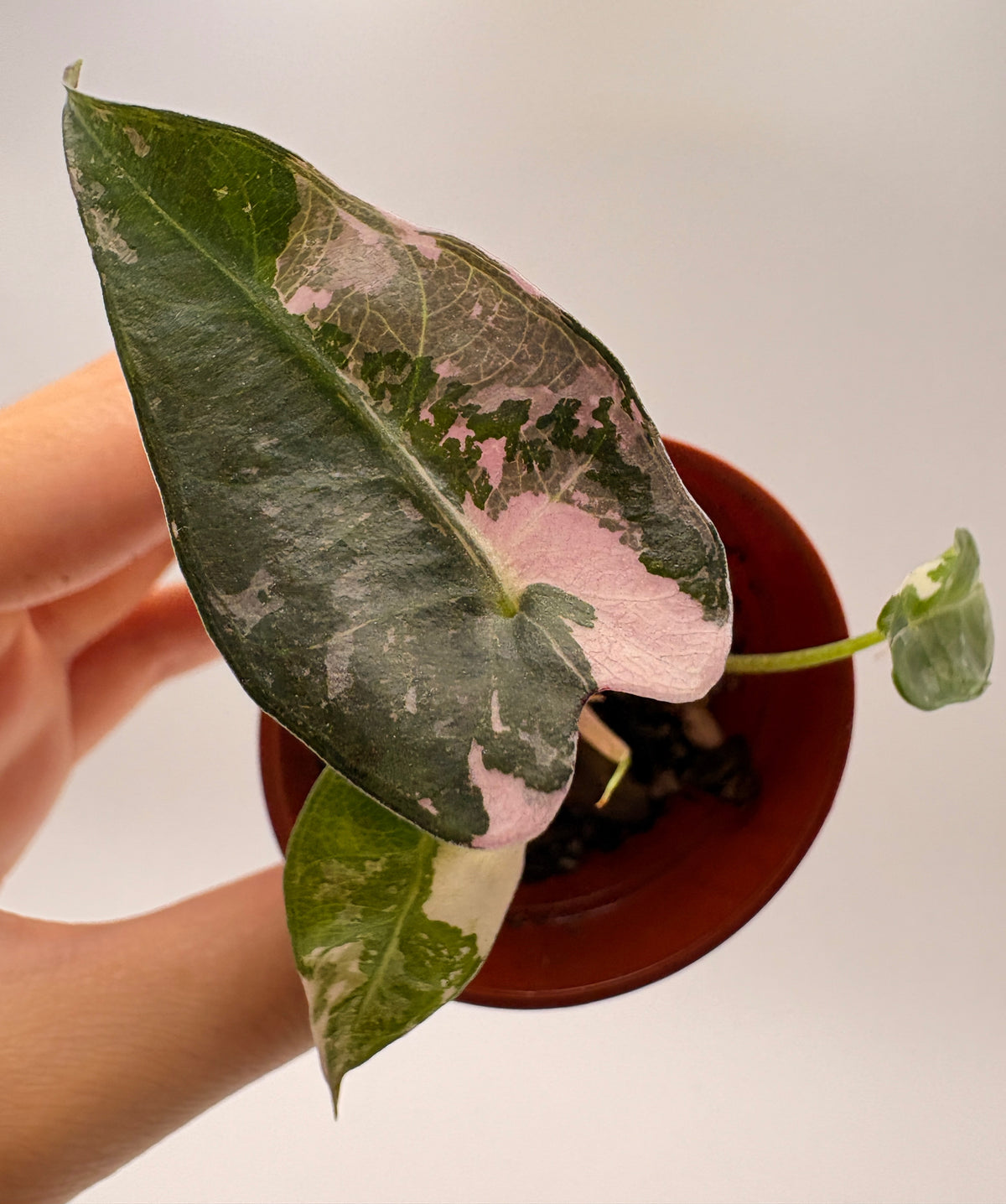 Alocasia Bambino Pink Variegated #4 exact plant photo 5