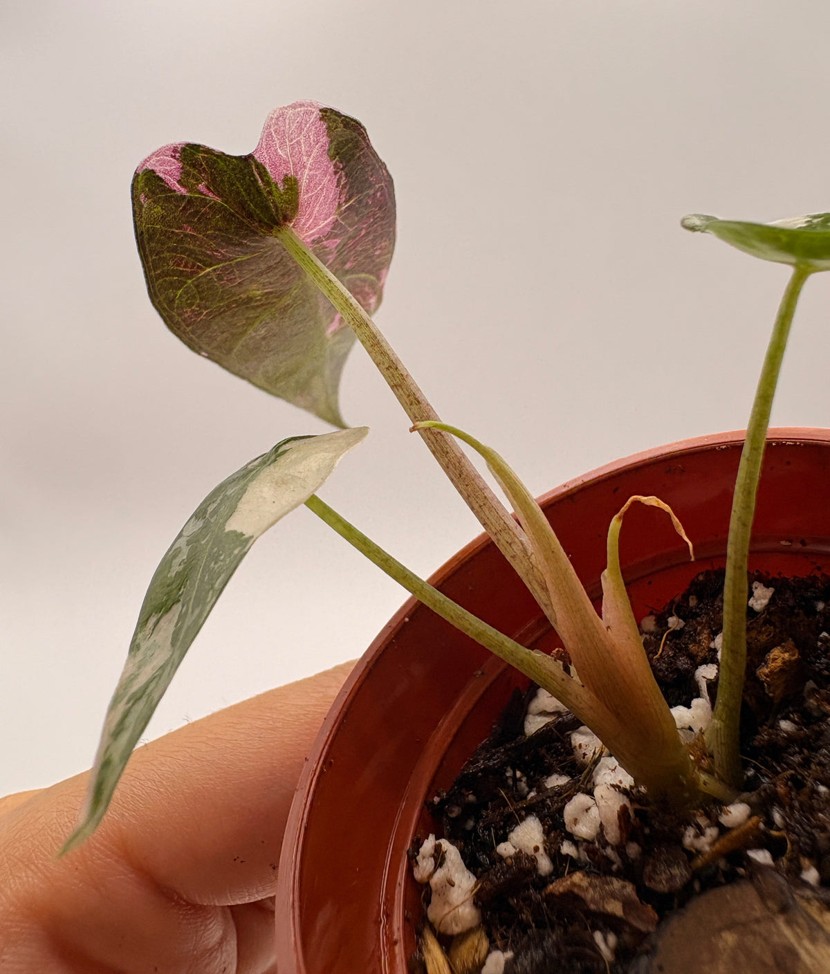 Alocasia Bambino Pink Variegated #4 exact plant photo 6