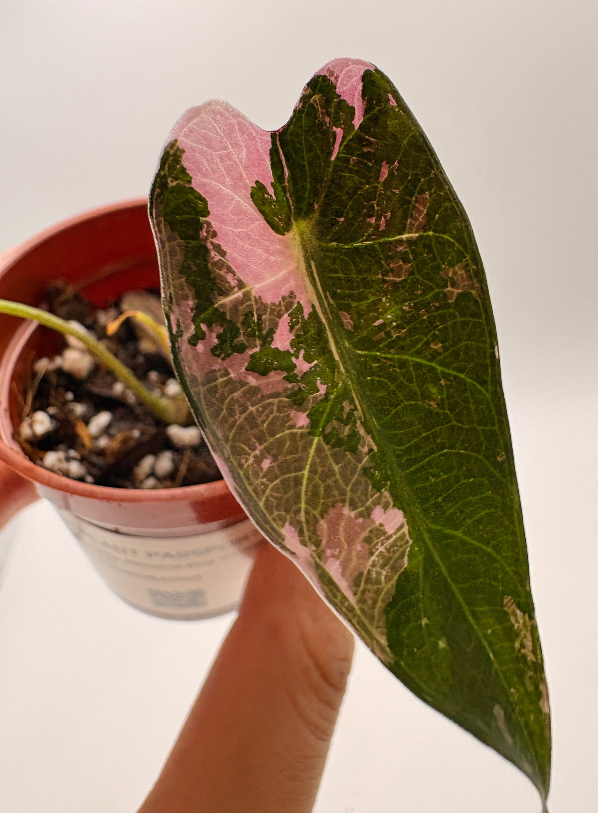 Alocasia Bambino Pink Variegated #4 exact plant photo 1