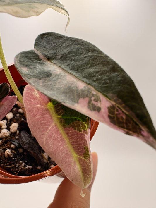 Alocasia Polly Pink Variegated #5 exact plant photo 1