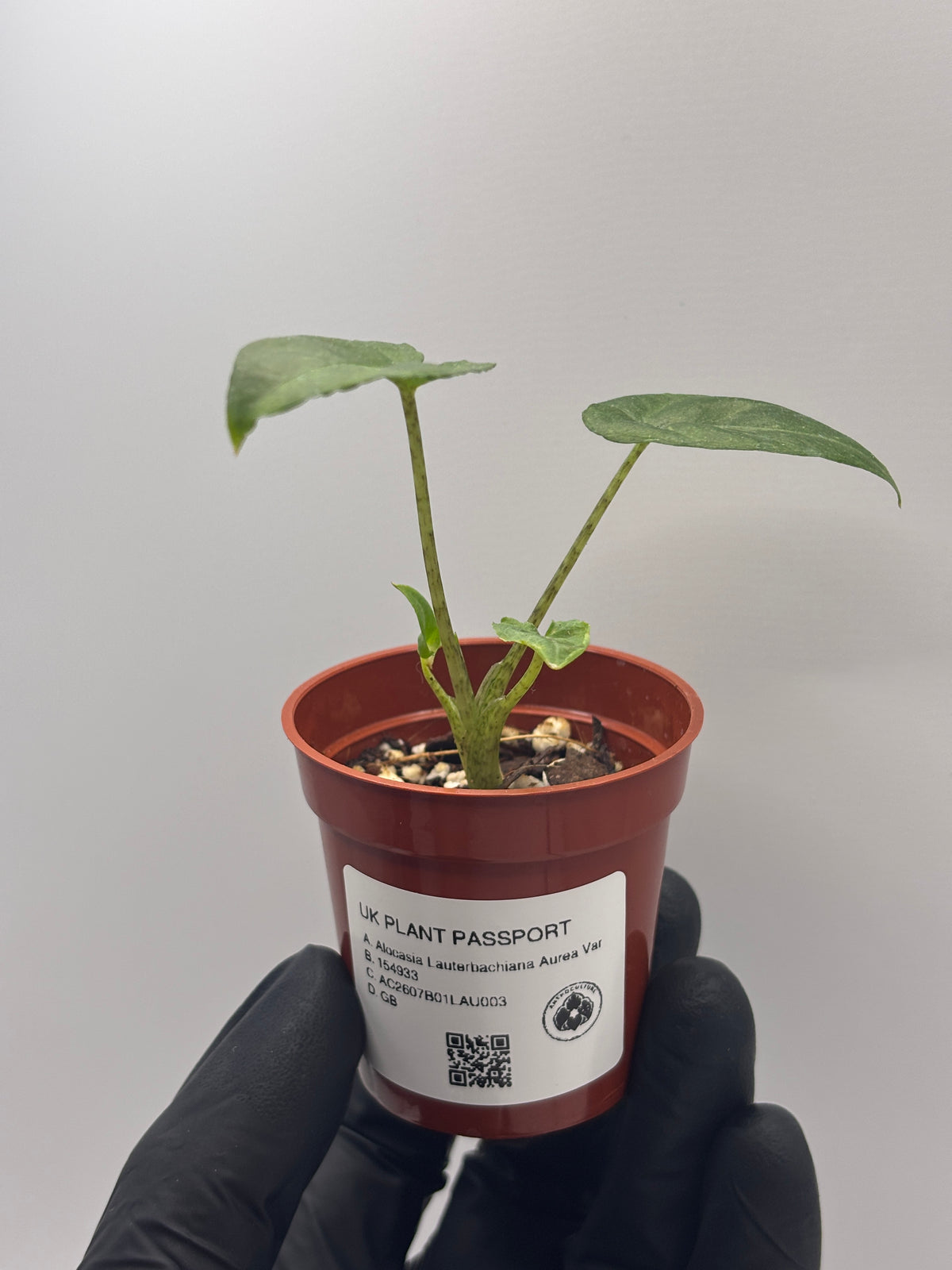 Alocasia Lauterbachiana Aurea Variegated #03