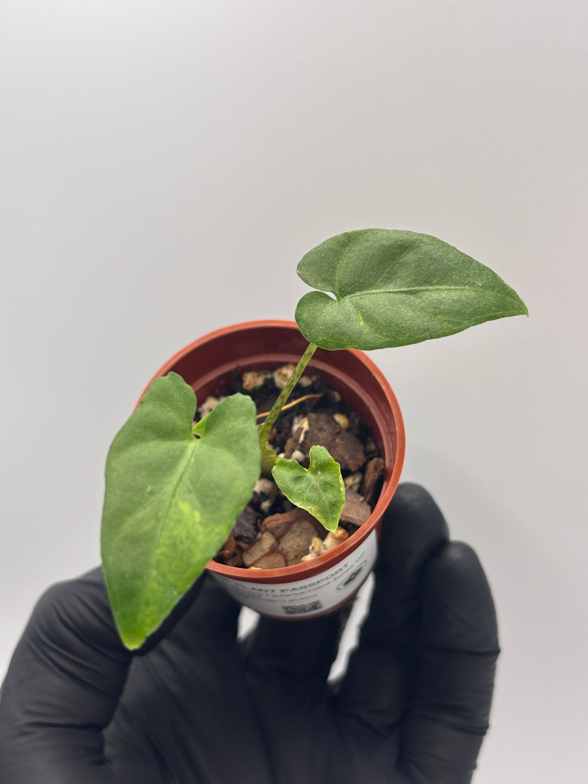 Alocasia Lauterbachiana Aurea Variegated #03