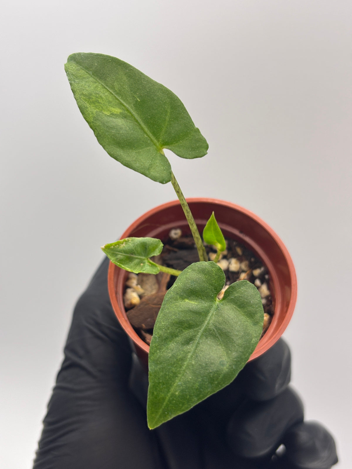 Alocasia Lauterbachiana Aurea Variegated #03