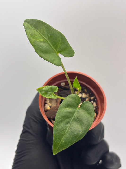 Alocasia Lauterbachiana Aurea Variegated #03