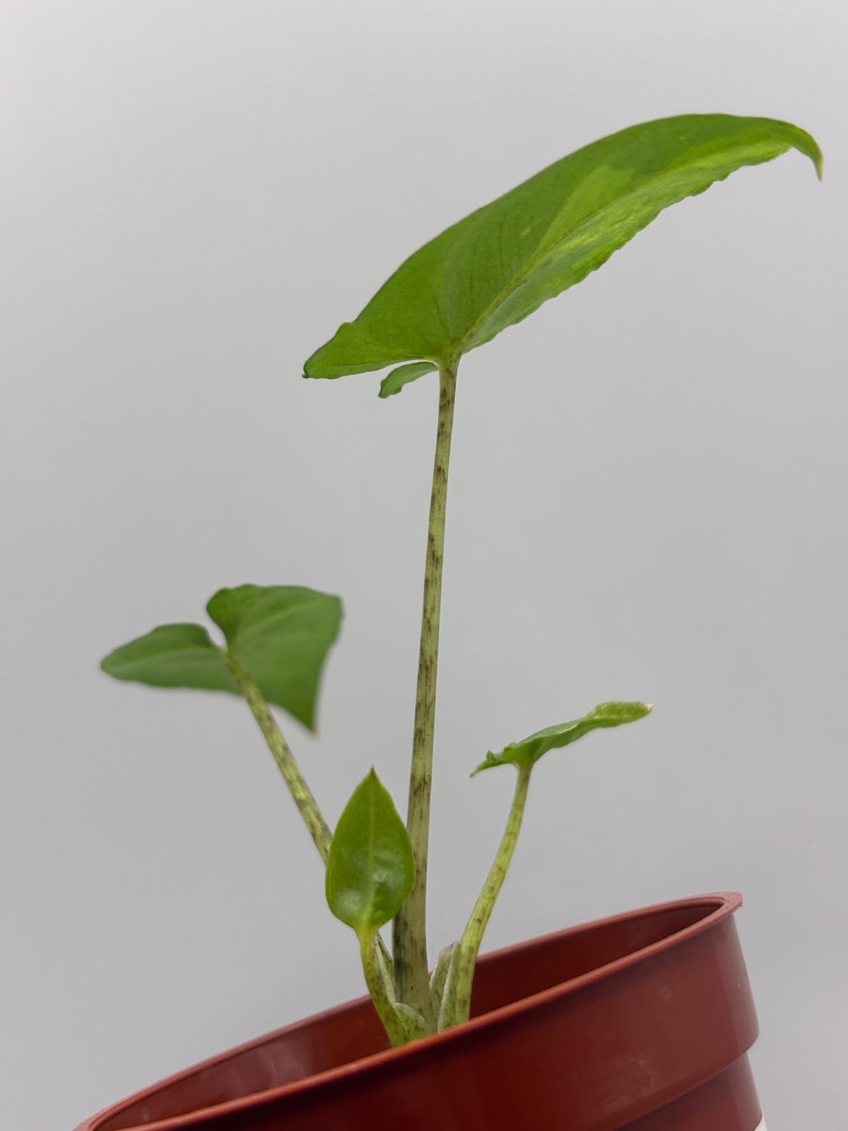 Alocasia Lauterbachiana Aurea Variegated #03
