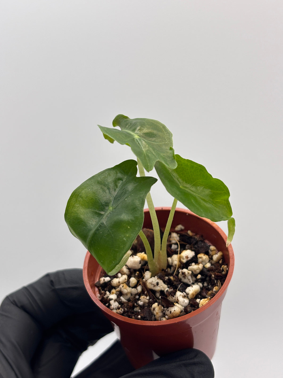 Alocasia Venom #05