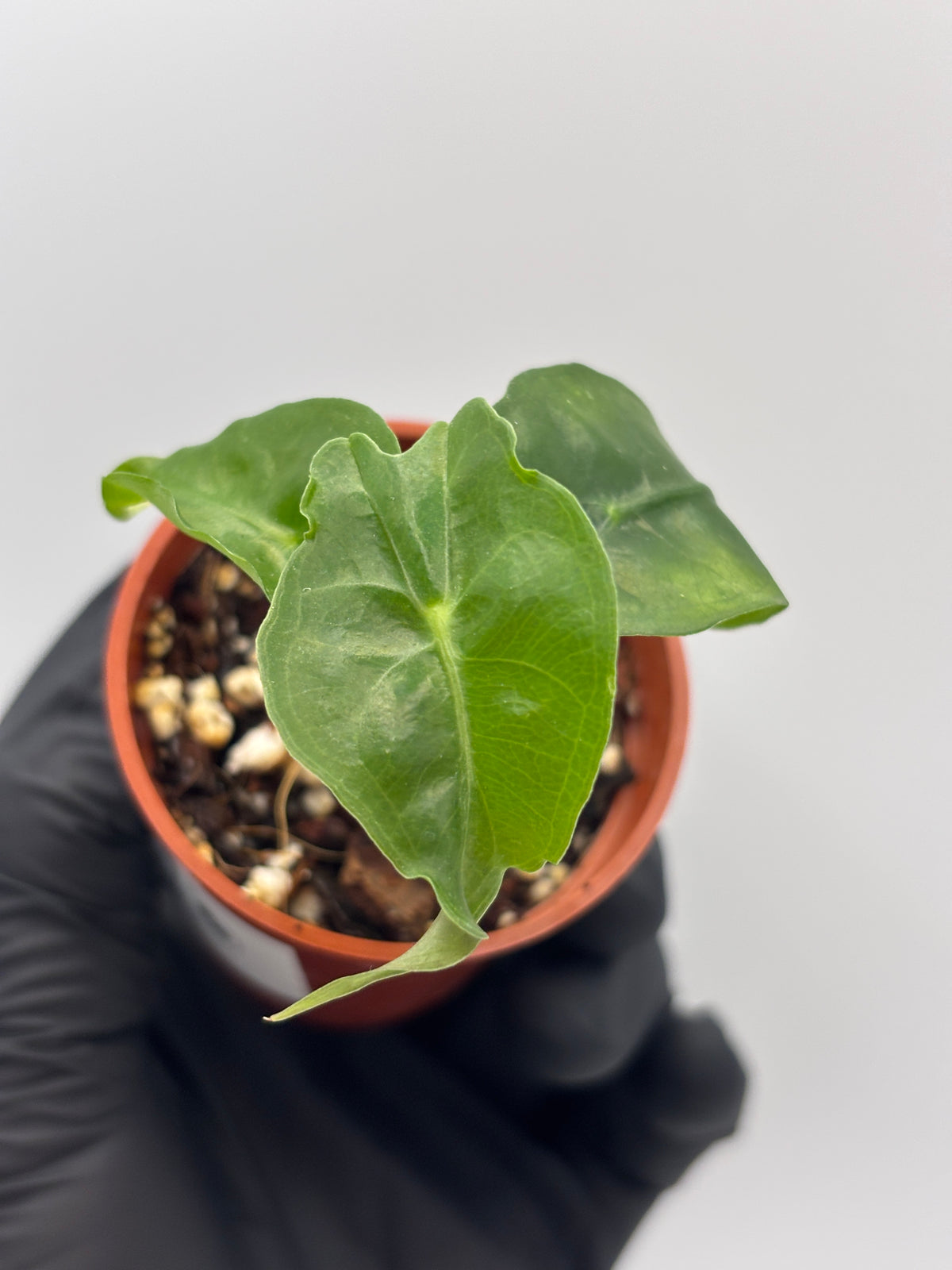 Alocasia Venom #05