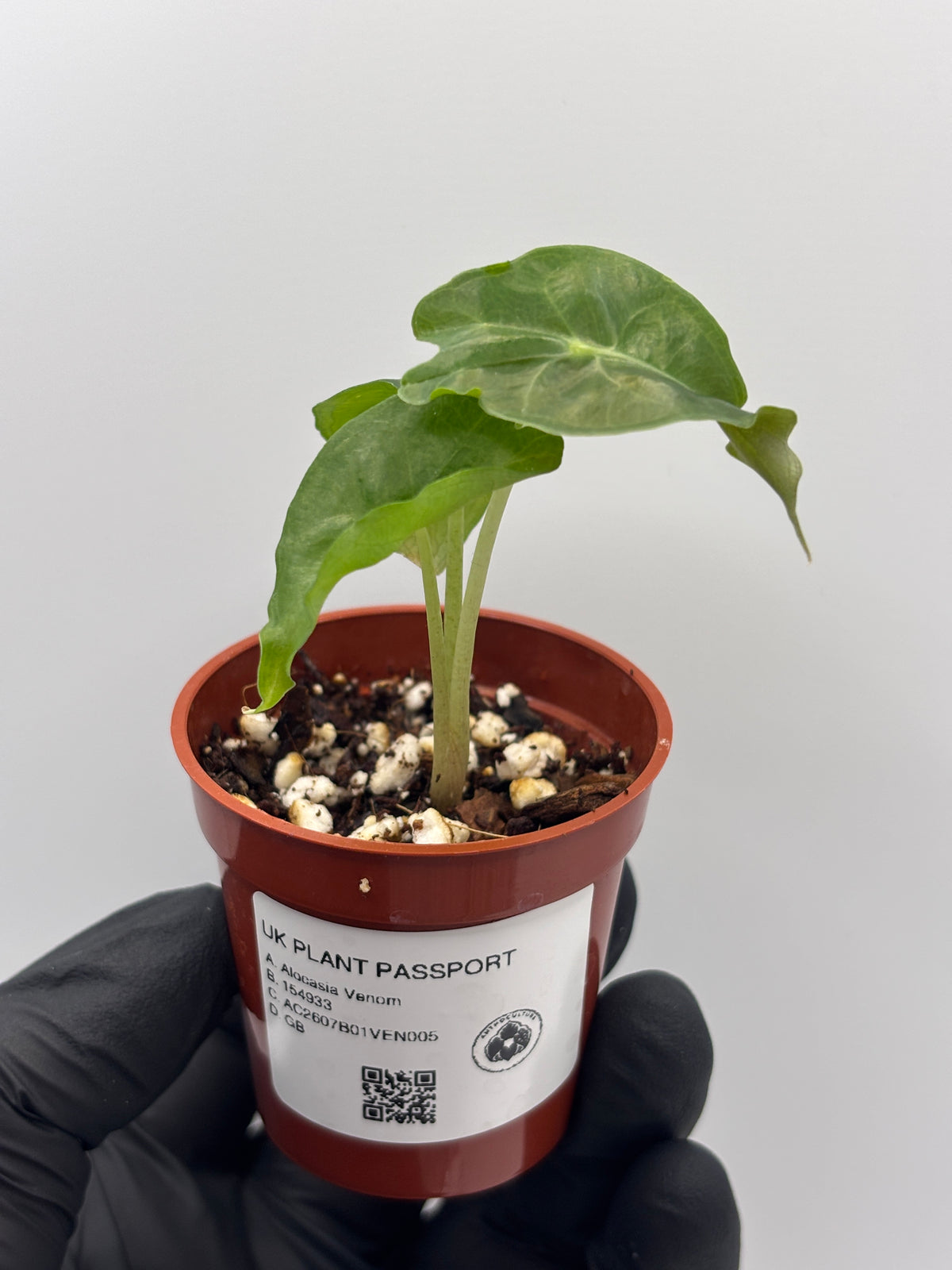 Alocasia Venom #05