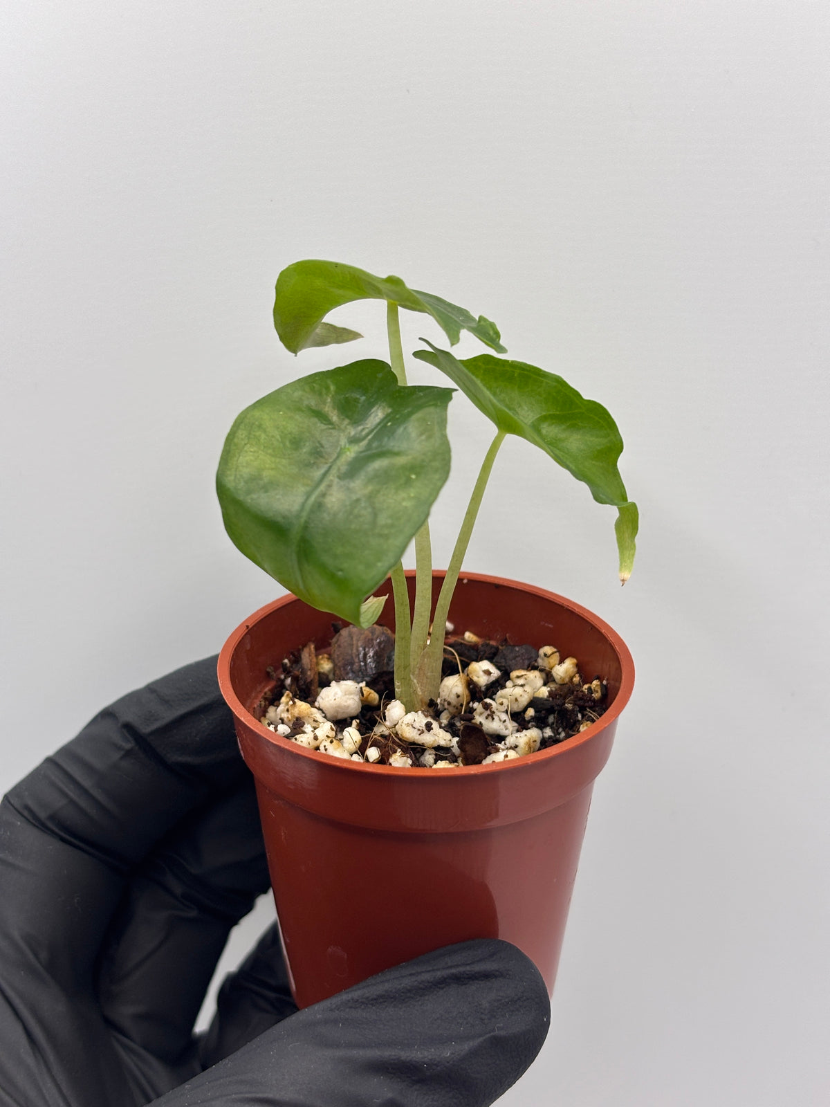 Alocasia Venom #05