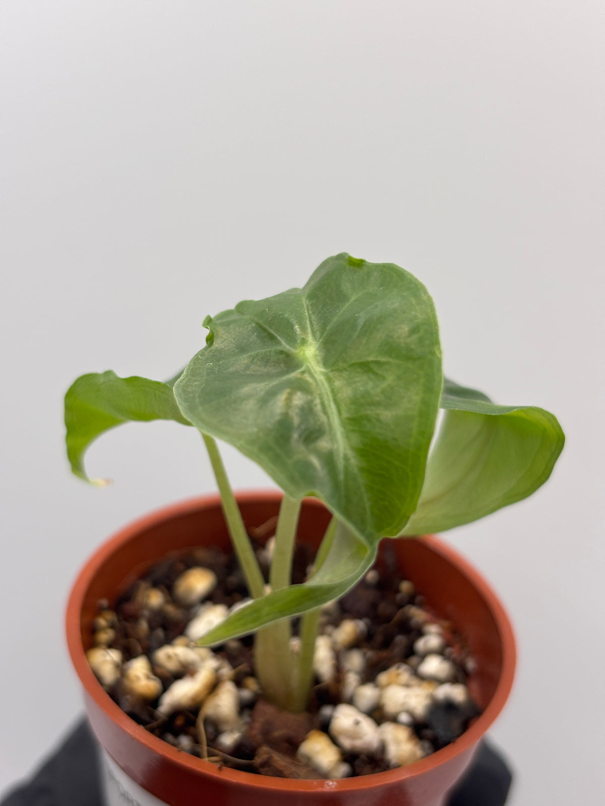 Alocasia Venom #05