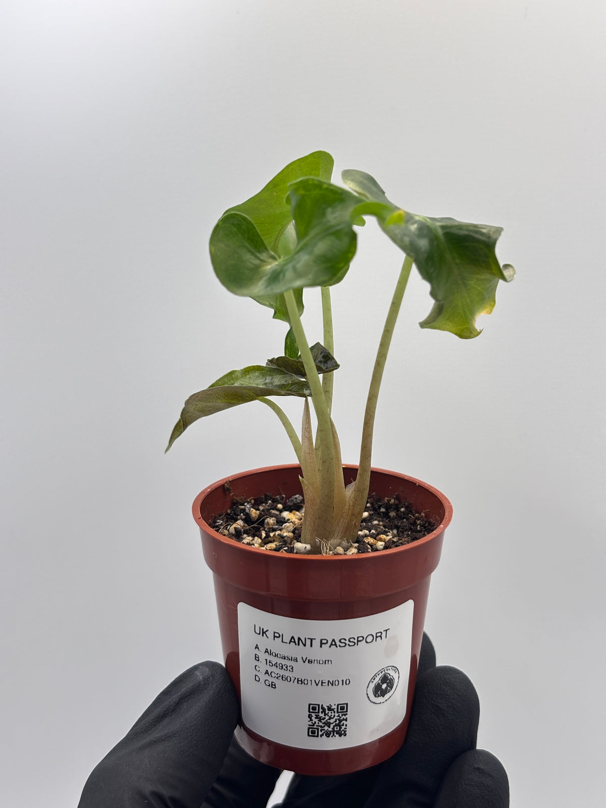 Alocasia Venom #10