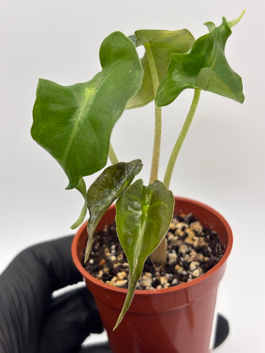 Alocasia Venom #10