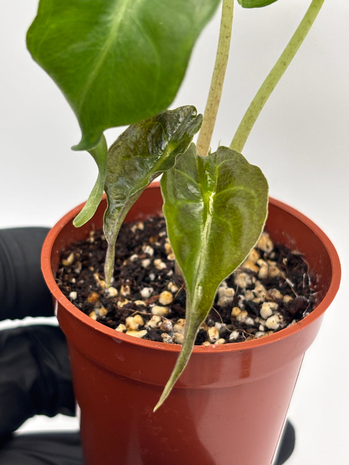 Alocasia Venom #10