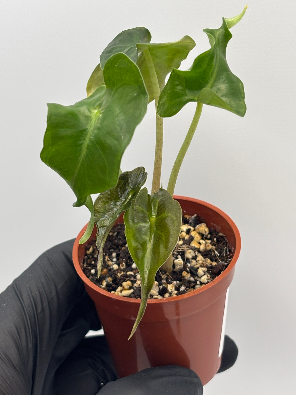 Alocasia Venom #10