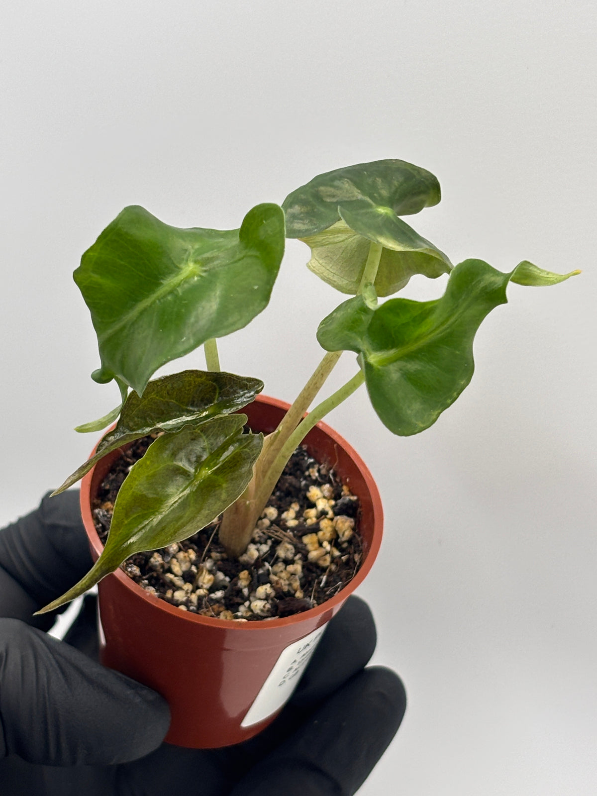 Alocasia Venom #10