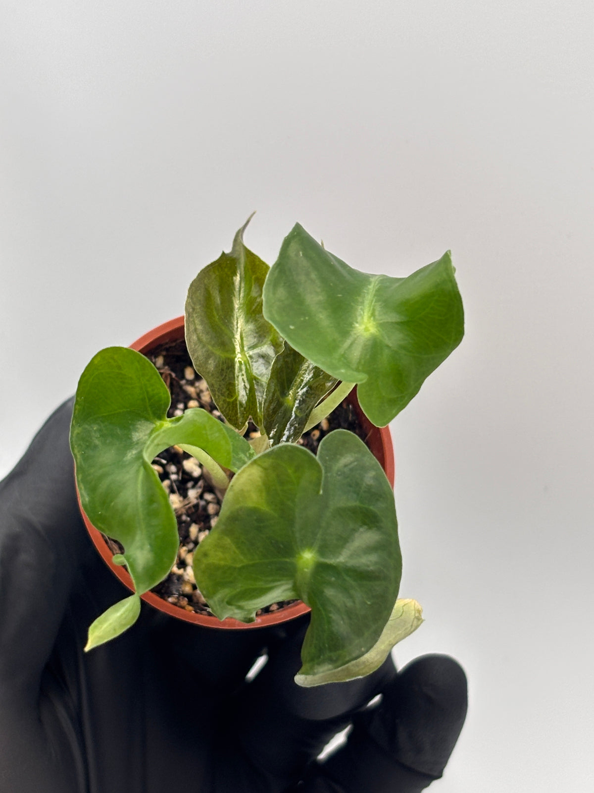 Alocasia Venom #10