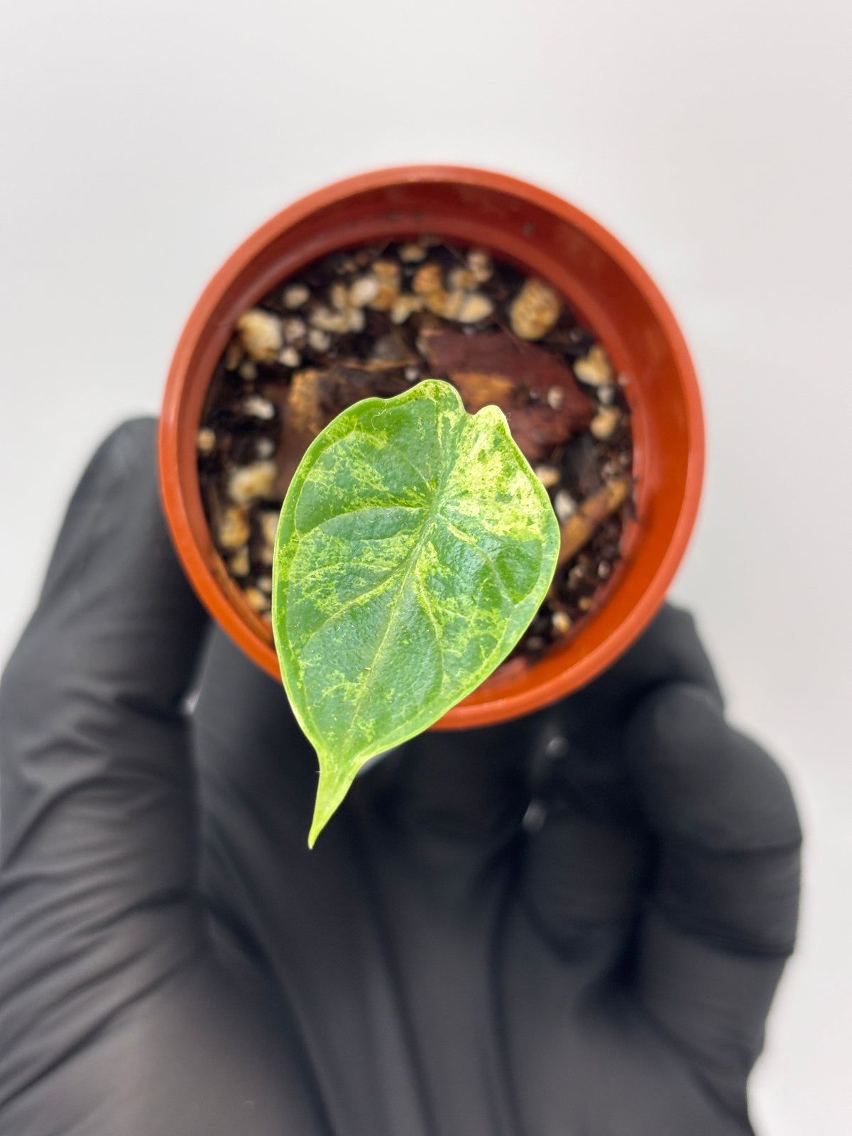 Alocasia Dragon Scale Mint Variegated #04