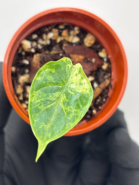 Alocasia Dragon Scale Mint Variegated #04