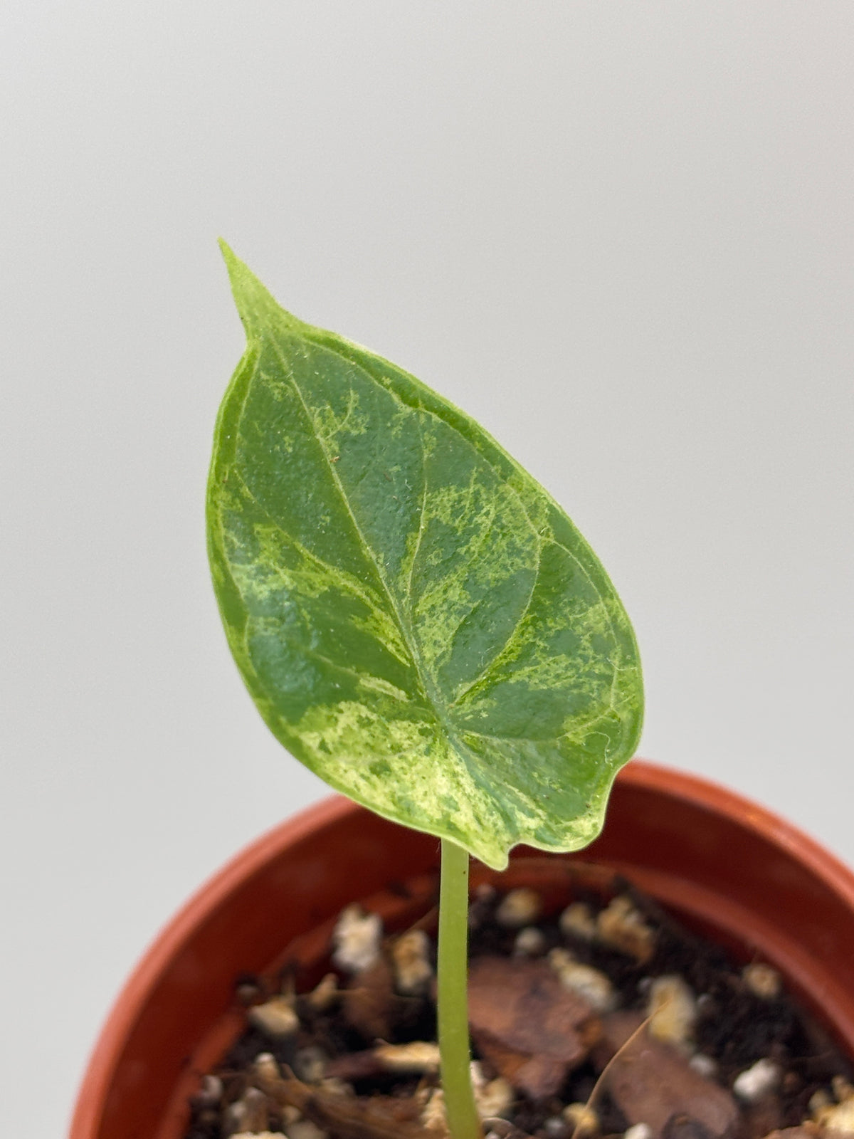 Alocasia Dragon Scale Mint Variegated #04