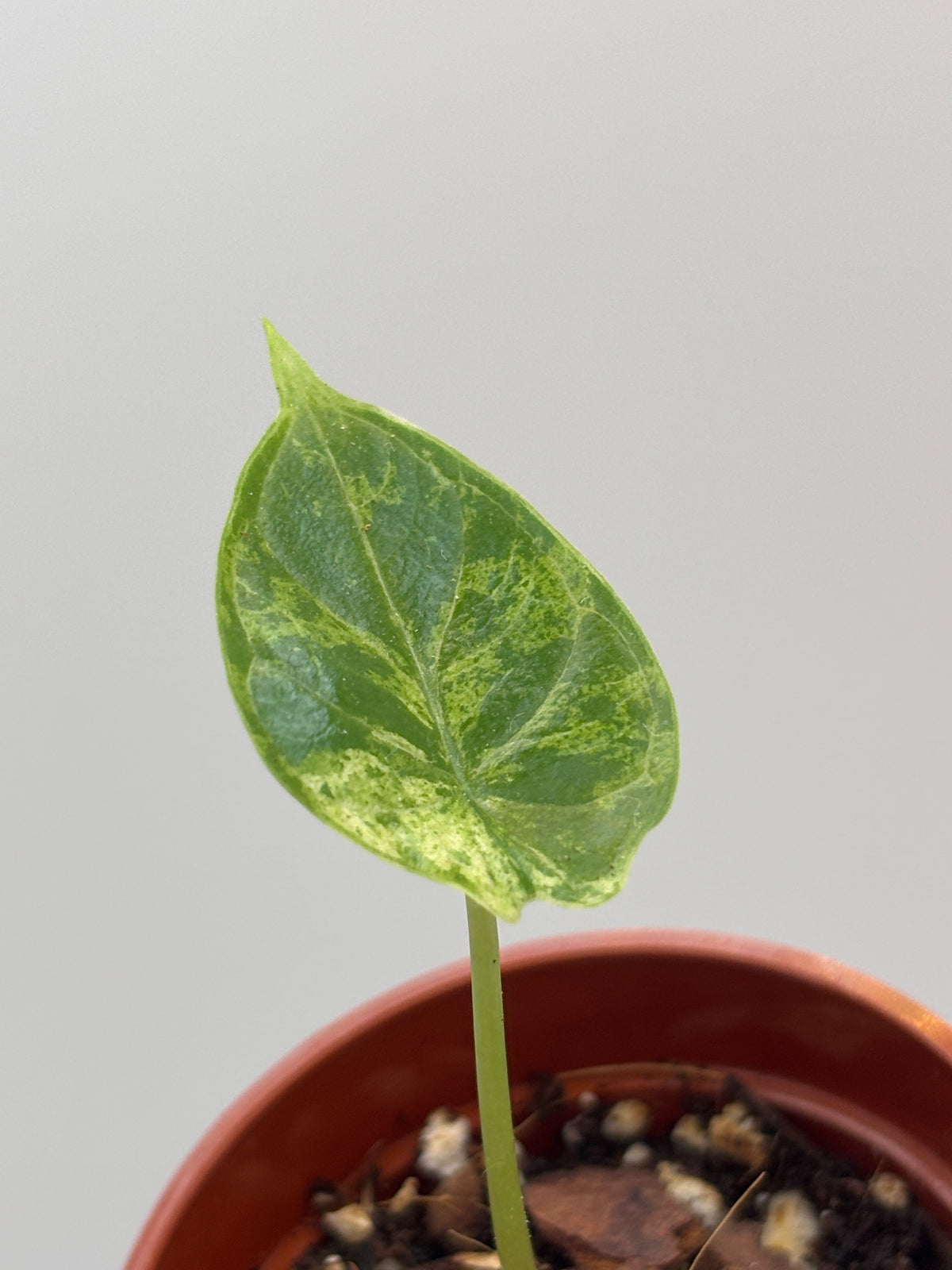 Alocasia Dragon Scale Mint Variegated #04