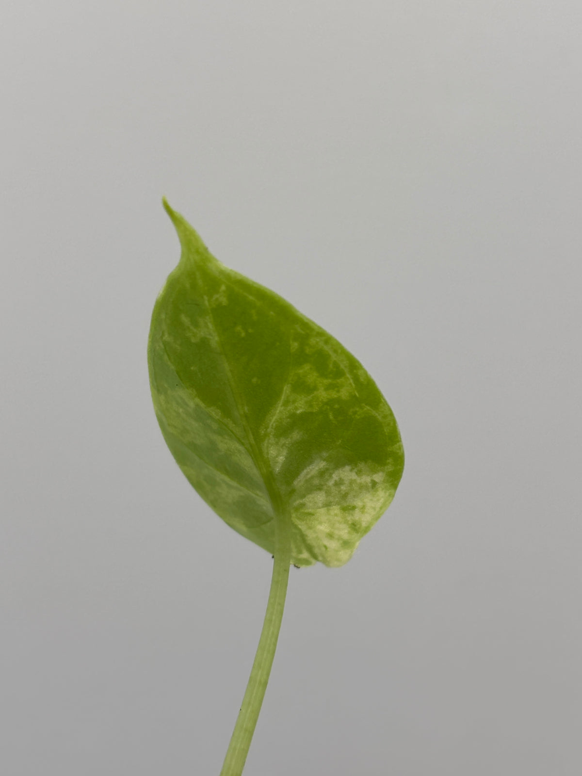 Alocasia Dragon Scale Mint Variegated #04
