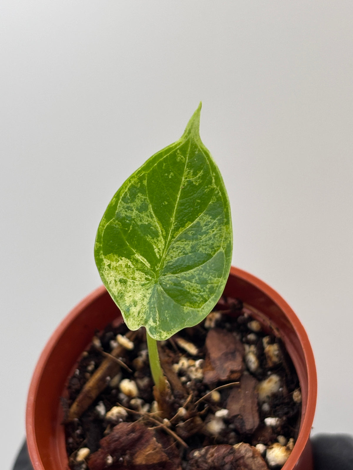 Alocasia Dragon Scale Mint Variegated #04