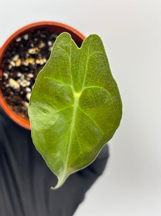 Alocasia Venom #20