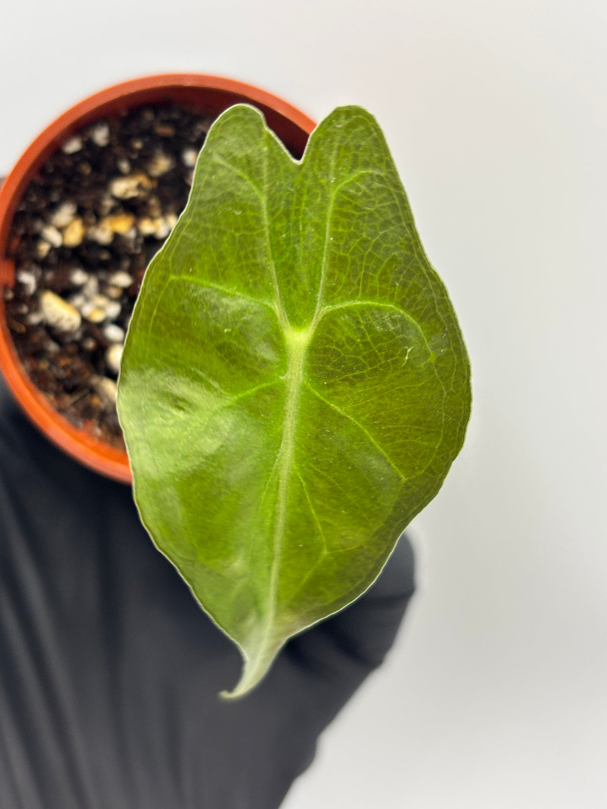 Alocasia Venom #20
