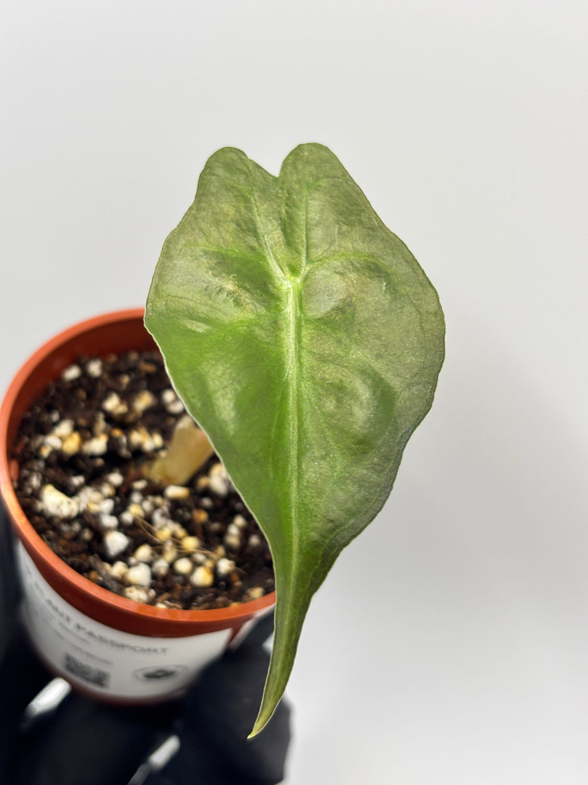 Alocasia Venom #20