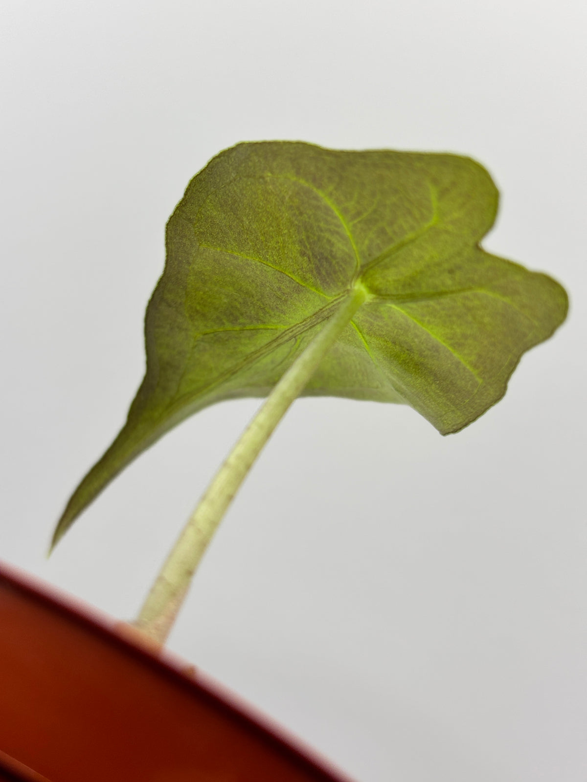 Alocasia Venom #20