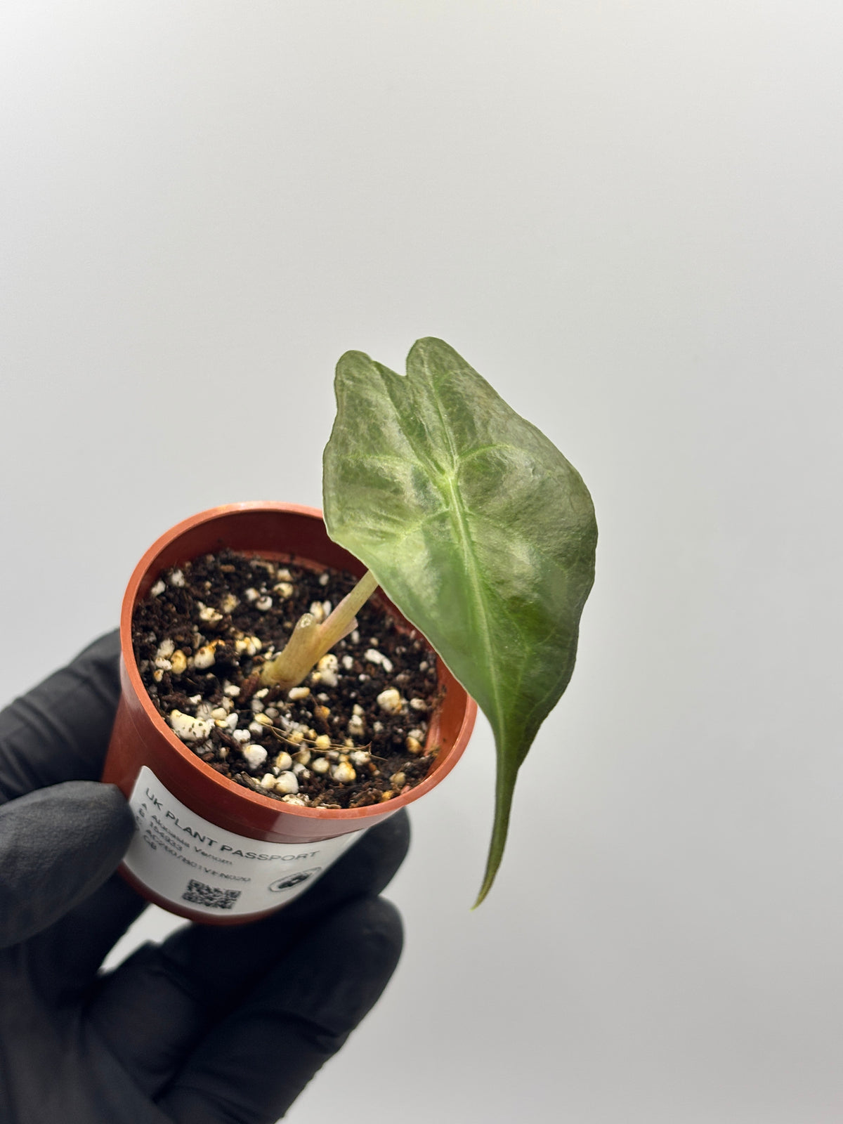 Alocasia Venom #20