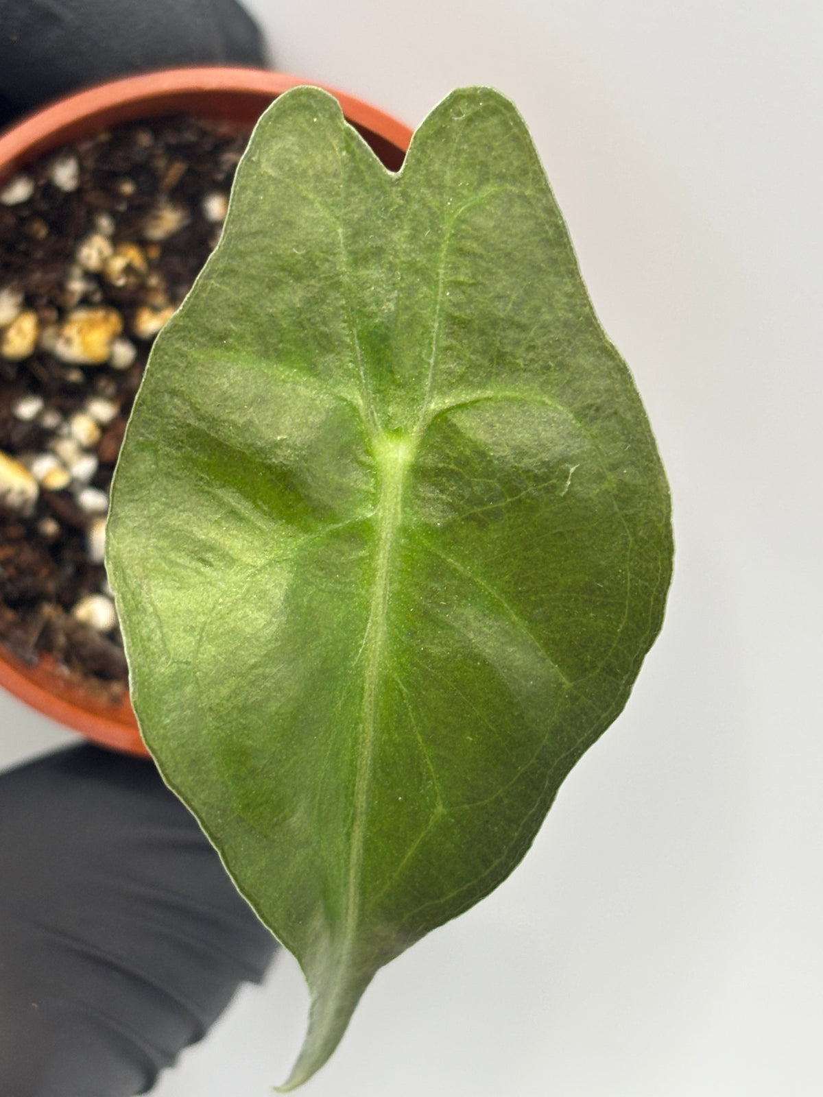 Alocasia Venom #20