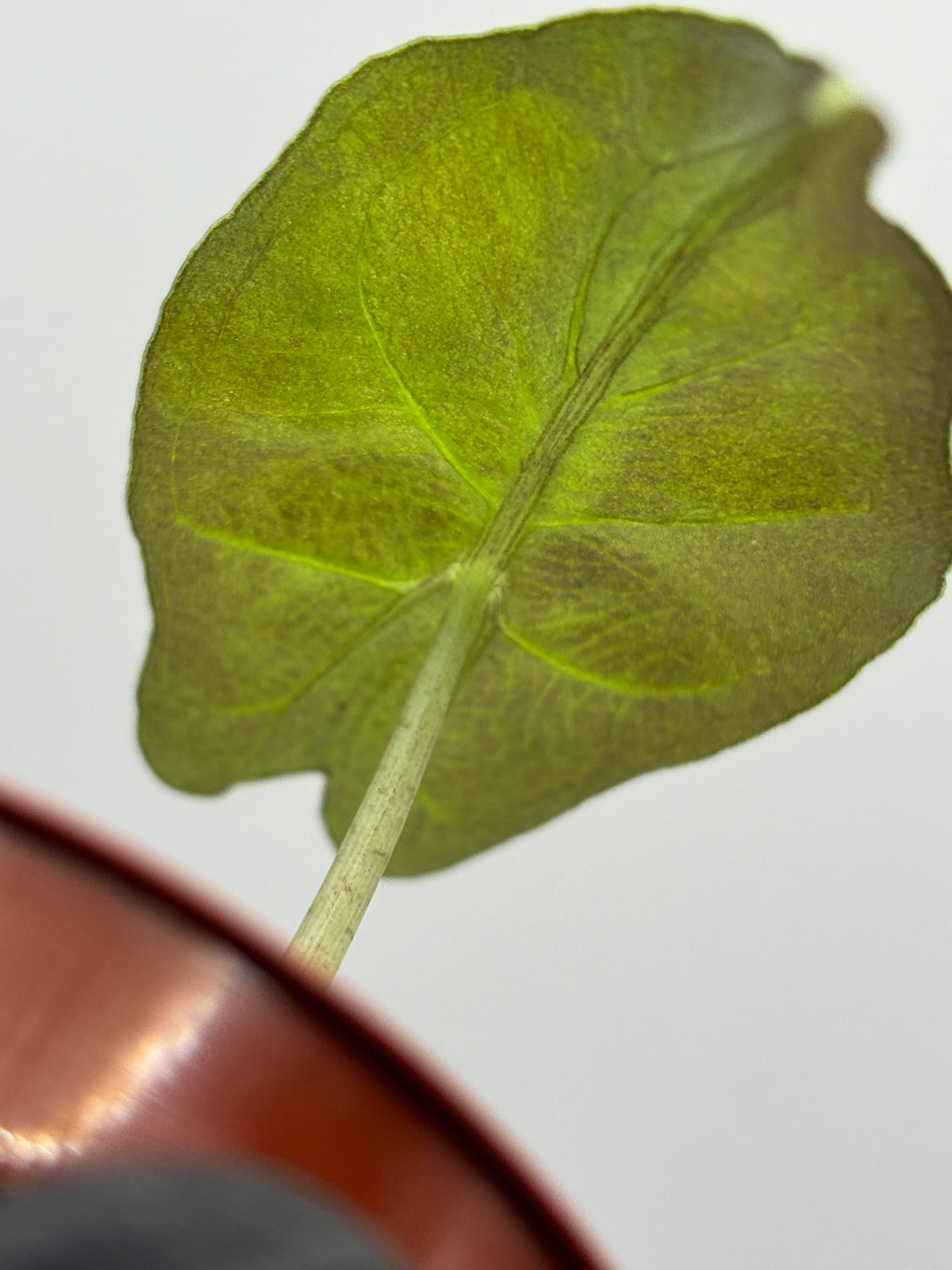 Alocasia Venom #20