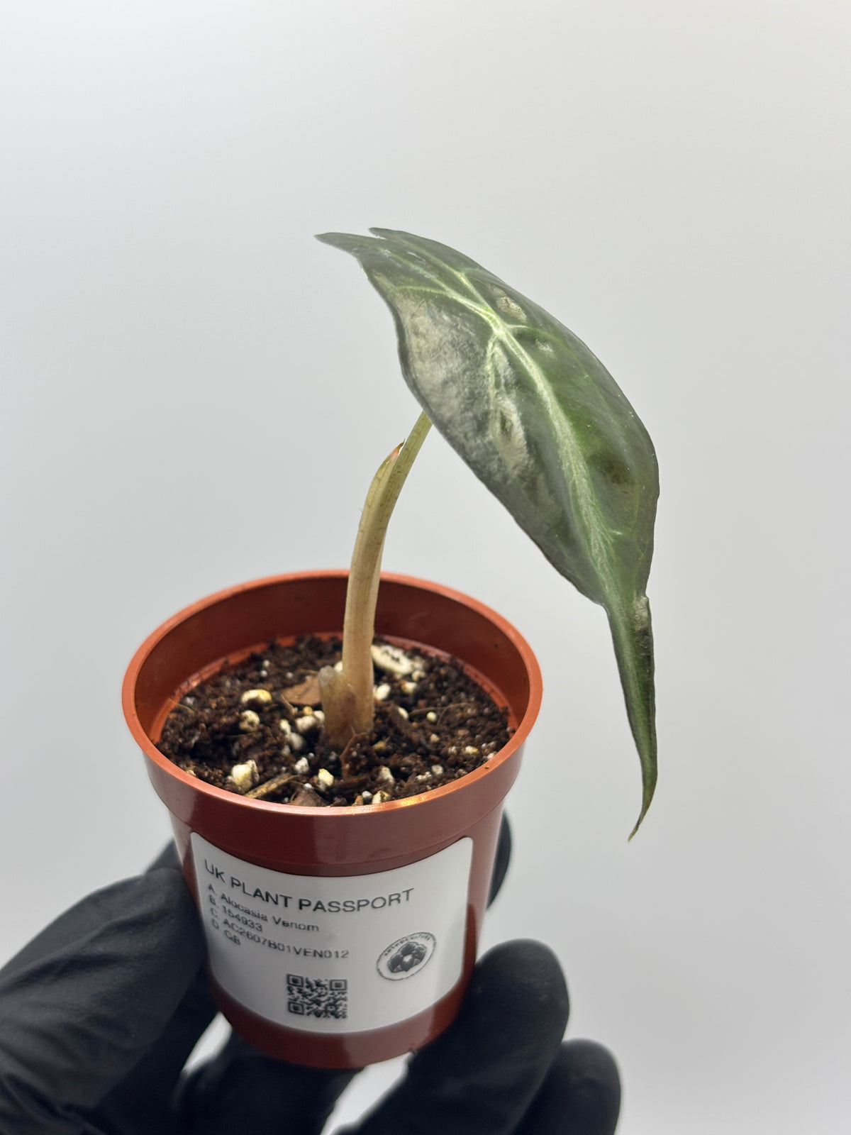 Alocasia Venom #12