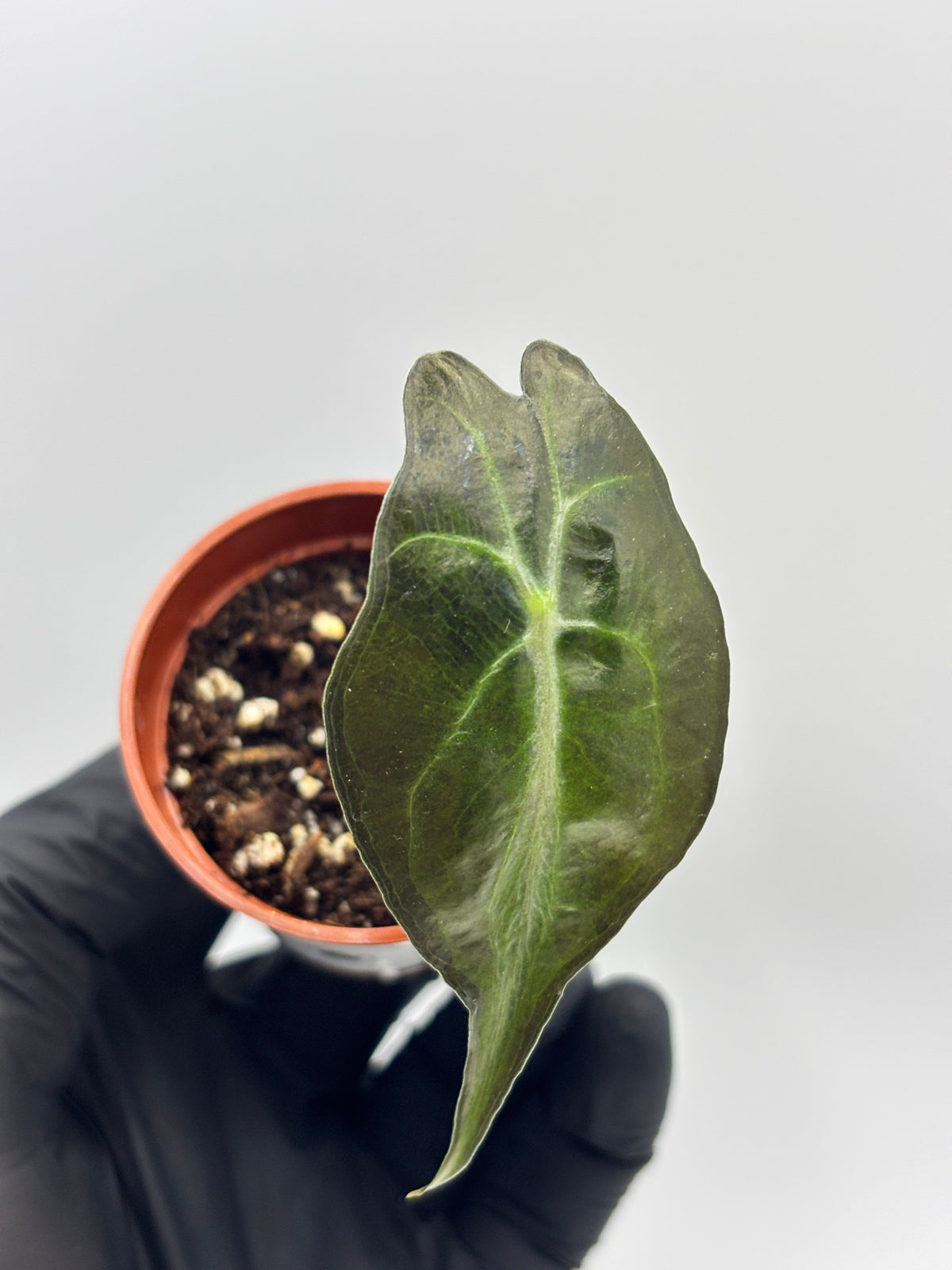 Alocasia Venom #12