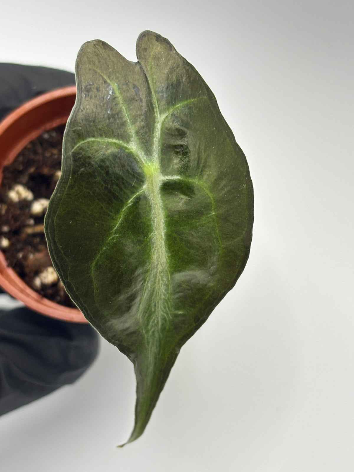 Alocasia Venom #12