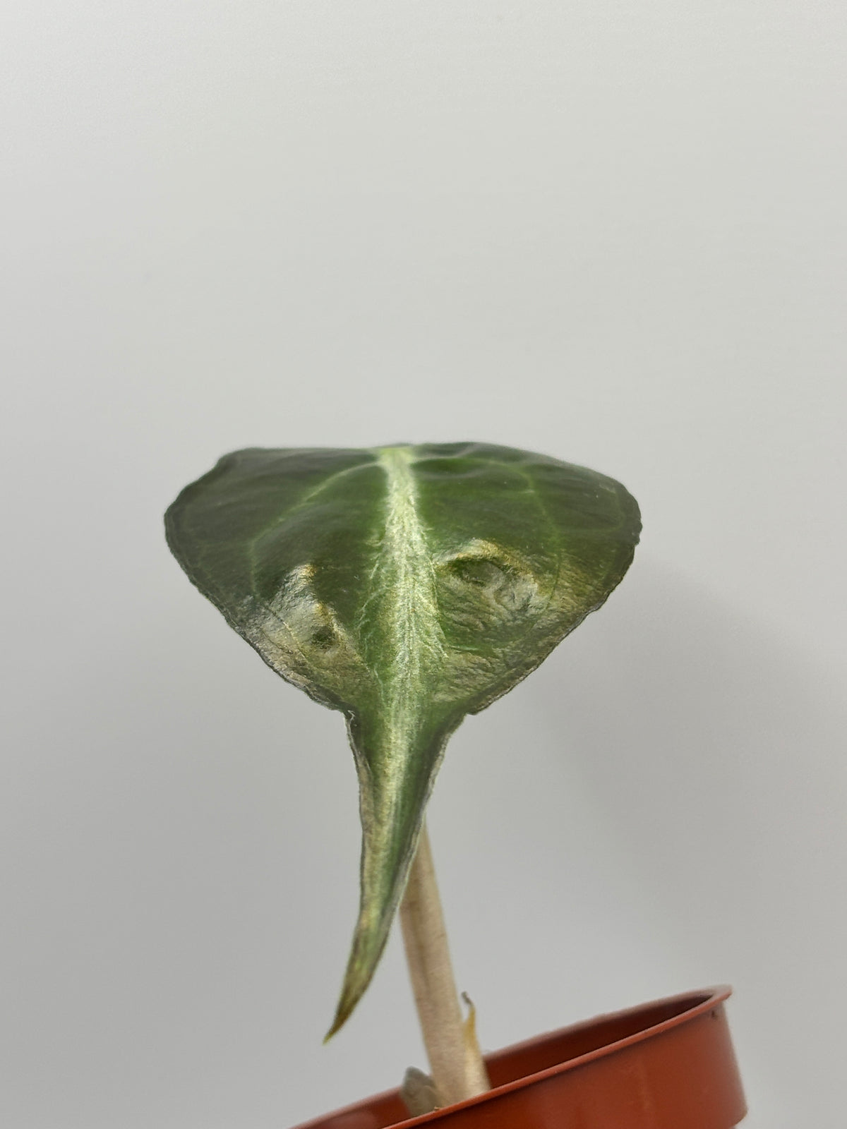 Alocasia Venom #12