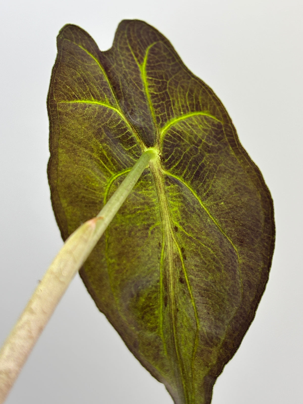 Alocasia Venom #12