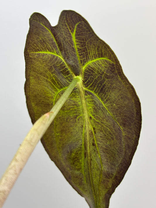 Alocasia Venom #12