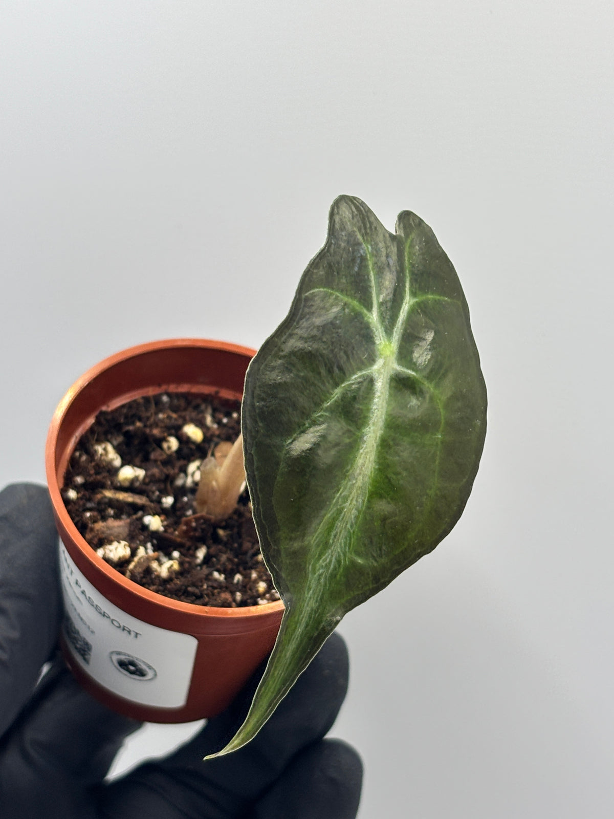 Alocasia Venom #12