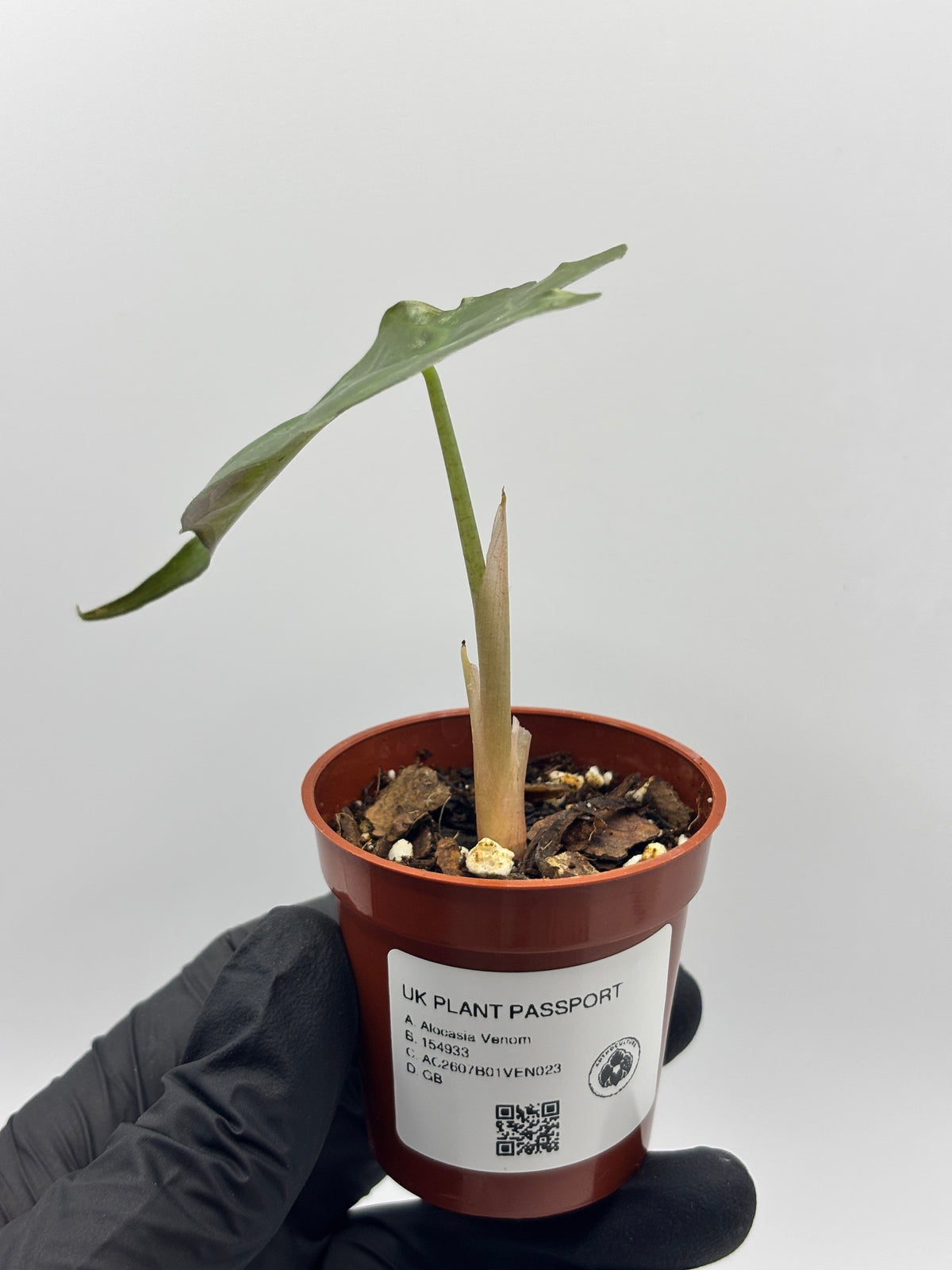 Alocasia Venom #23