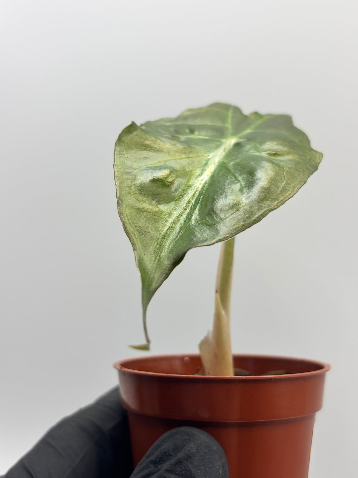 Alocasia Venom #23