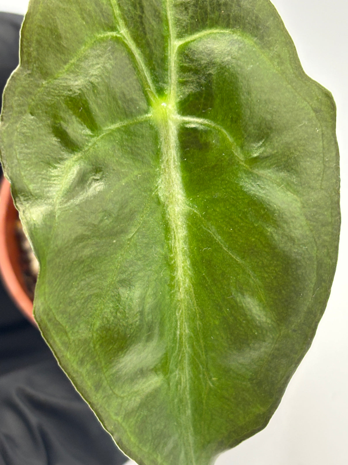 Alocasia Venom #23