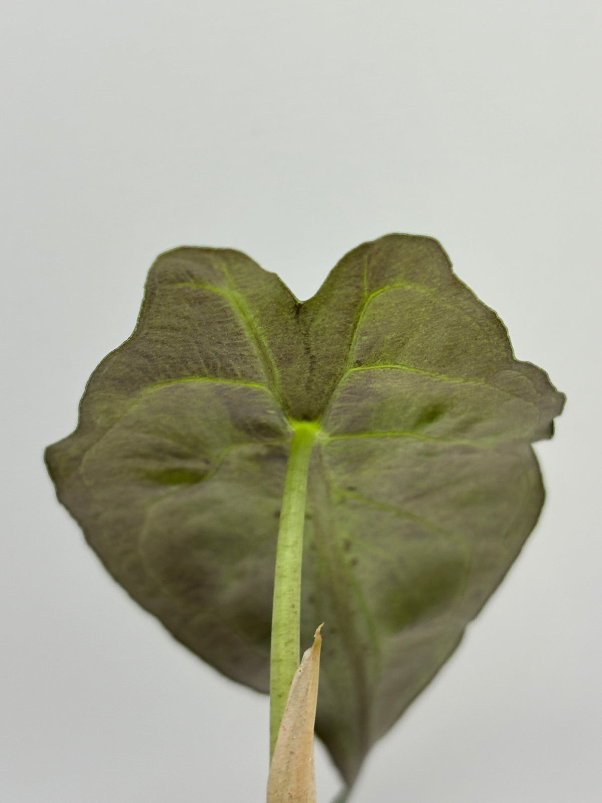 Alocasia Venom #23