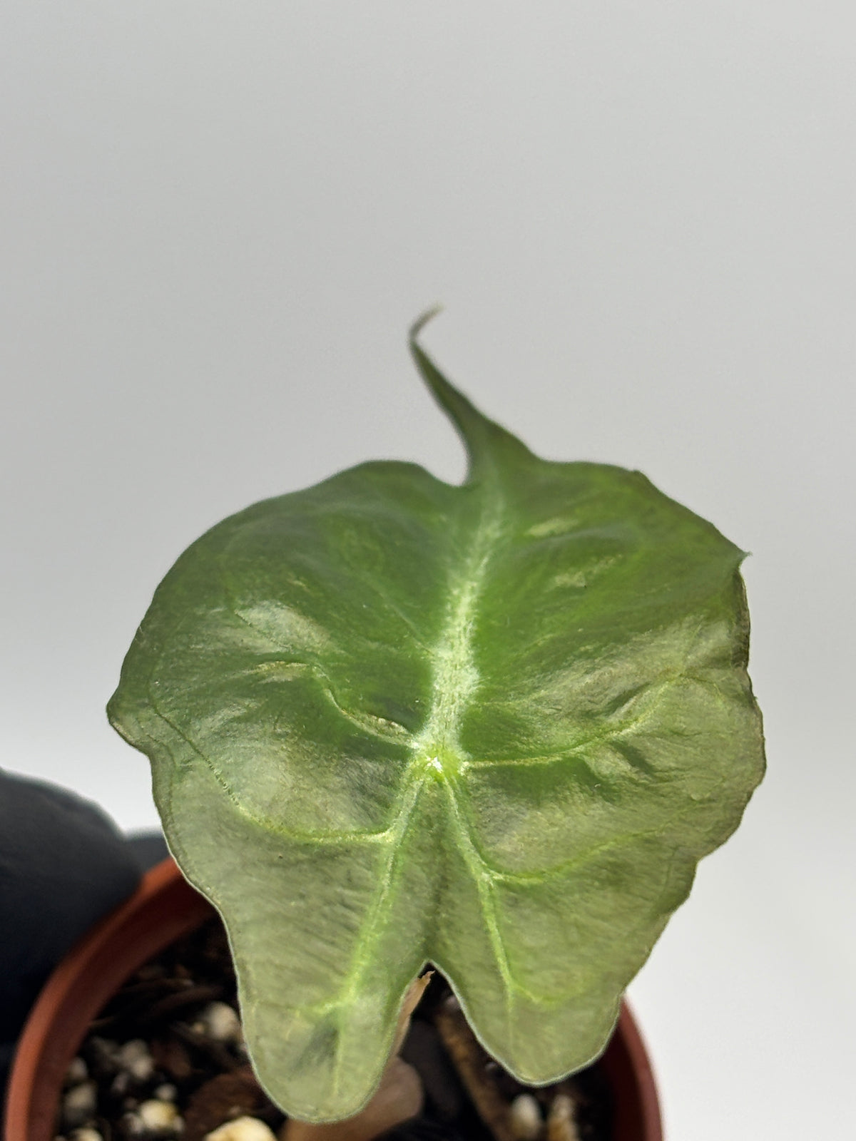 Alocasia Venom #23